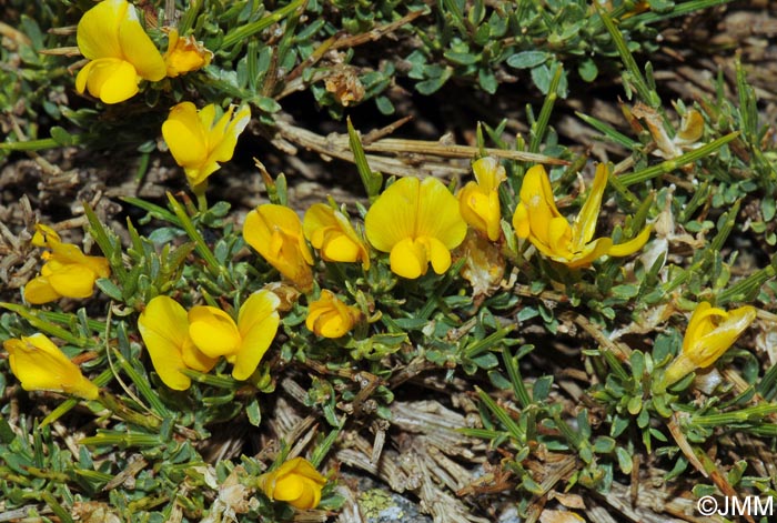 Genista salzmannii = Genista salzmannii var. lobelioides