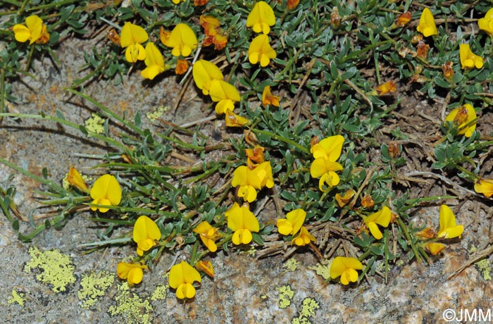 Genista salzmannii = Genista salzmannii var. lobelioides