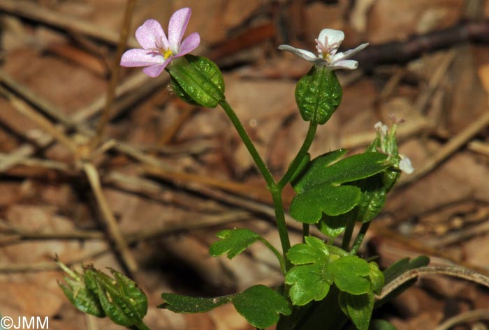 Geranium lucidum