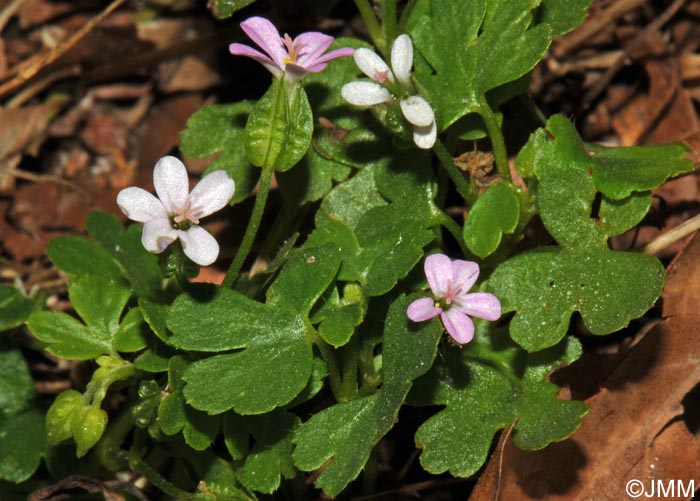 Geranium lucidum