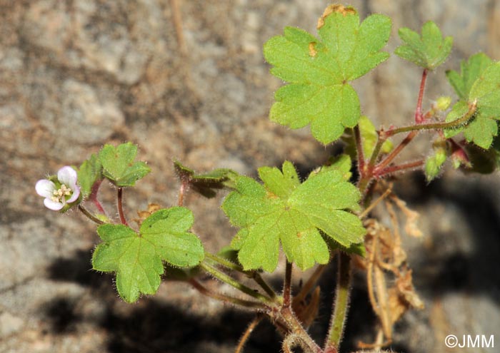 Geranium pusillum