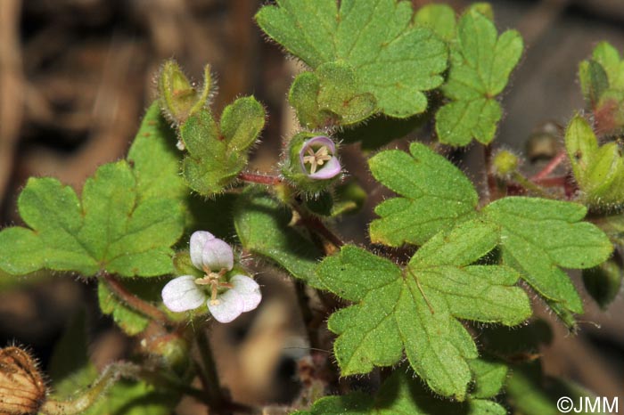 Geranium pusillum