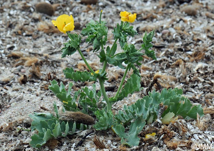 Glaucium flavum