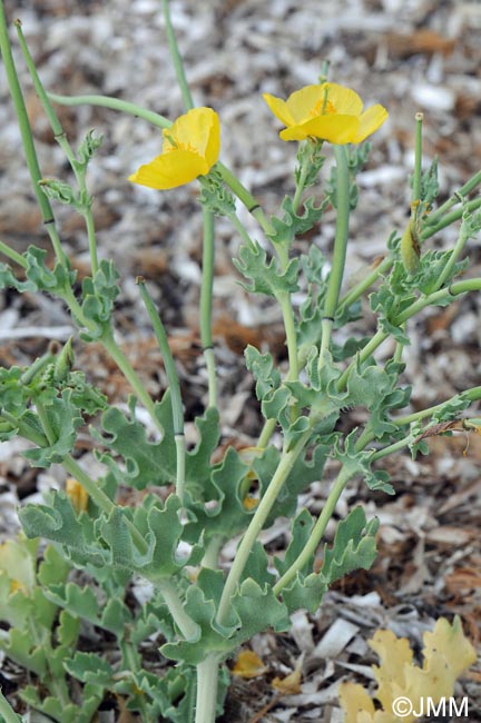 Glaucium flavum