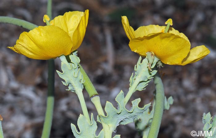 Glaucium flavum