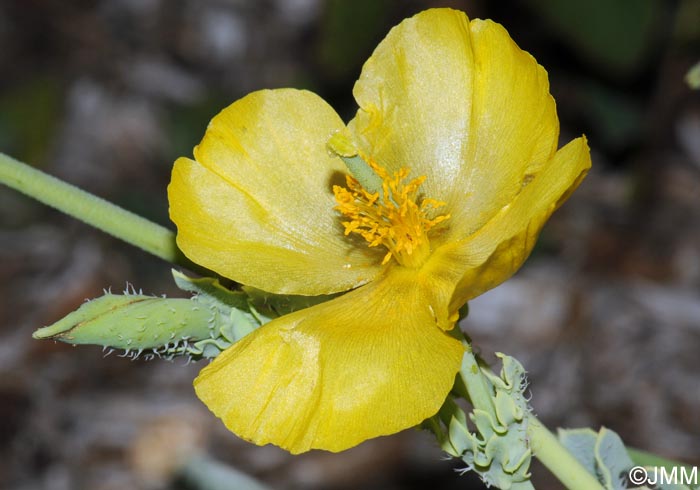 Glaucium flavum