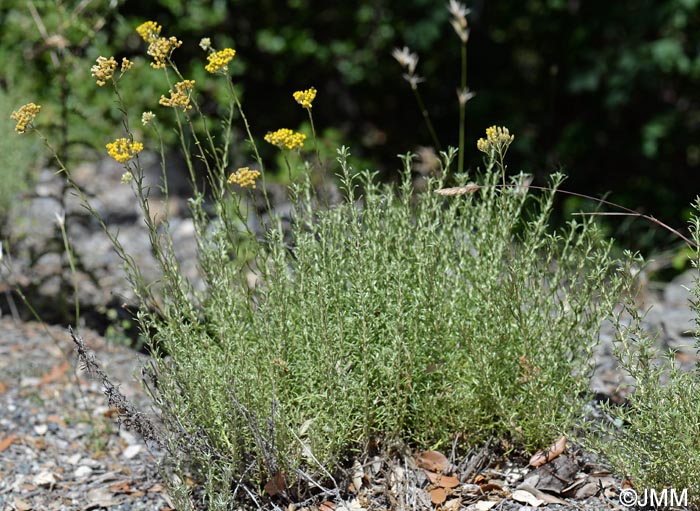 Helichrysum italicum = Helichrysum italicum subsp. italicum