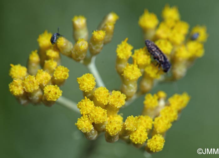 Helichrysum italicum = Helichrysum italicum subsp. italicum