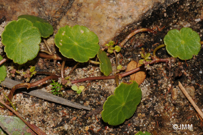 Hydrocotyle vulgaris