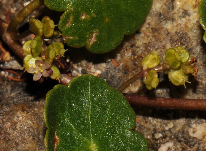 Hydrocotyle vulgaris