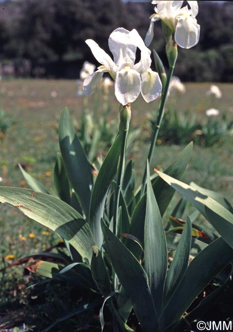 Iris albicans