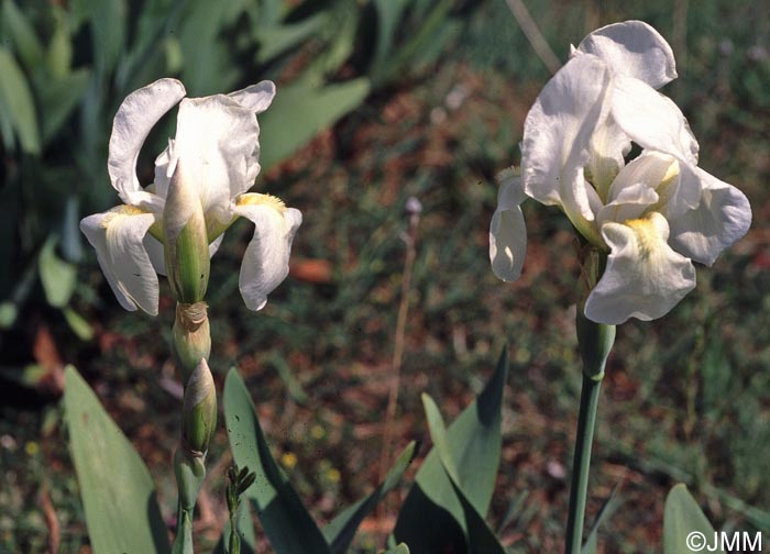 Iris albicans