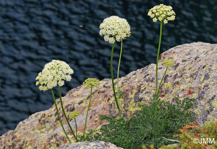 Laserpitium halleri subsp. cynapiifolium