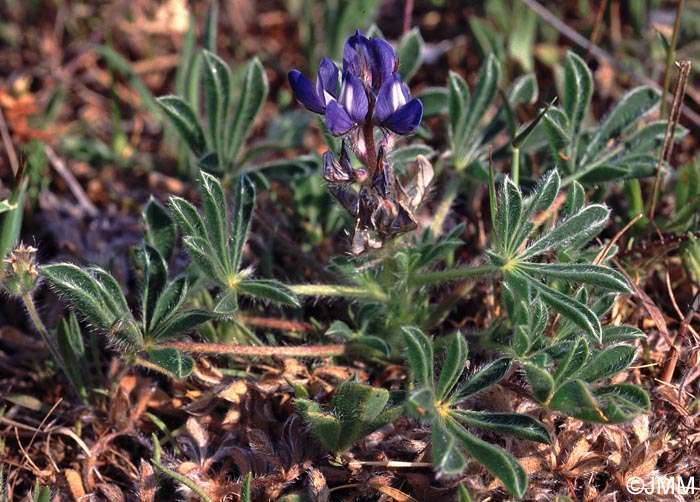 Lupinus micranthus