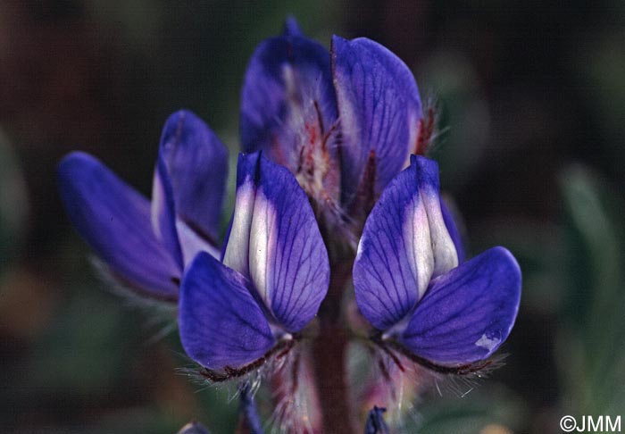 Lupinus micranthus