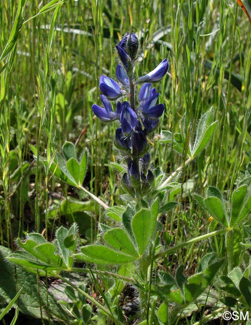 Lupinus micranthus