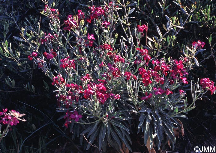 Matthiola incana