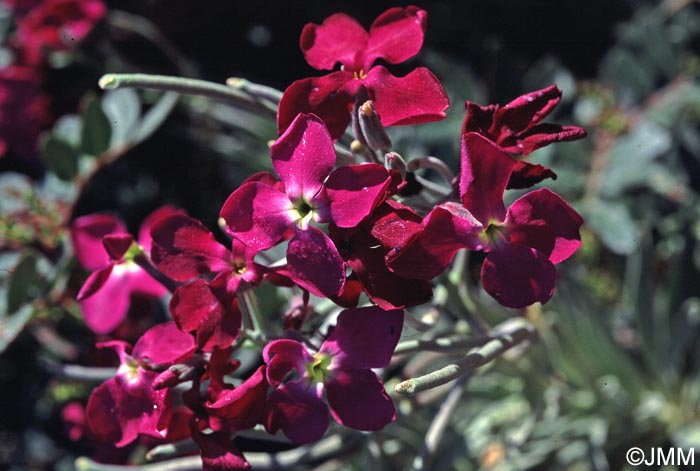 Matthiola incana