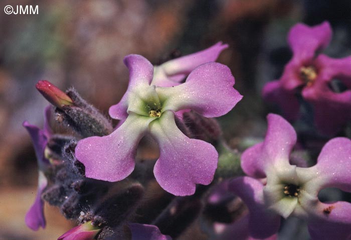 Matthiola sinuata