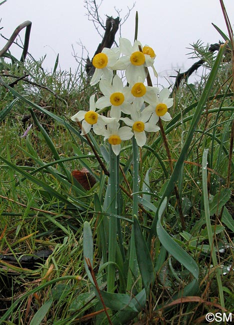 Narcissus tazetta