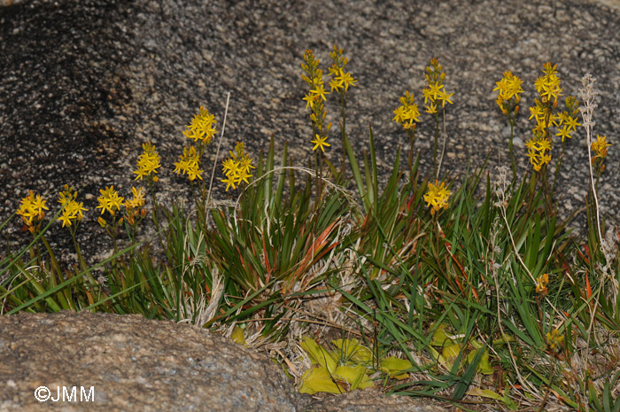 Pinguicula corsica et Narthecium reverchonii