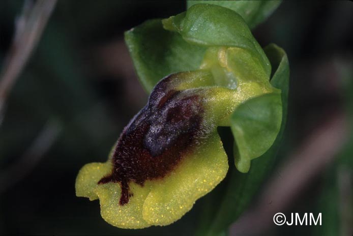 Ophrys corsica