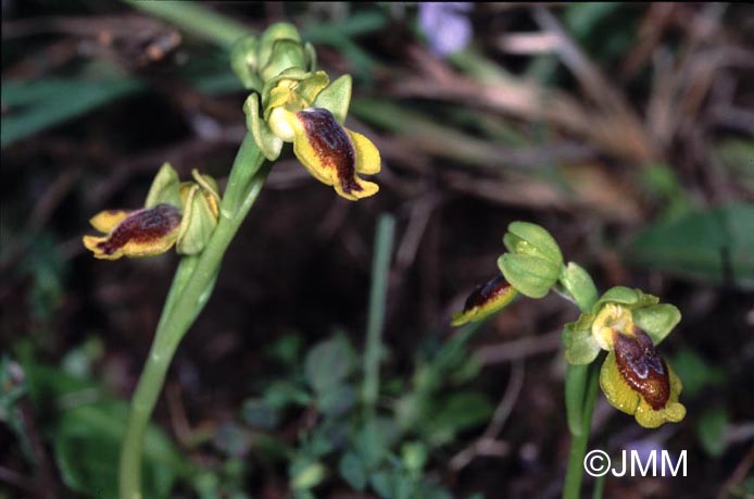 Ophrys corsica