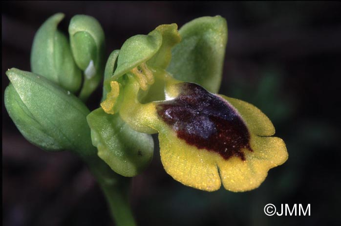 Ophrys corsica