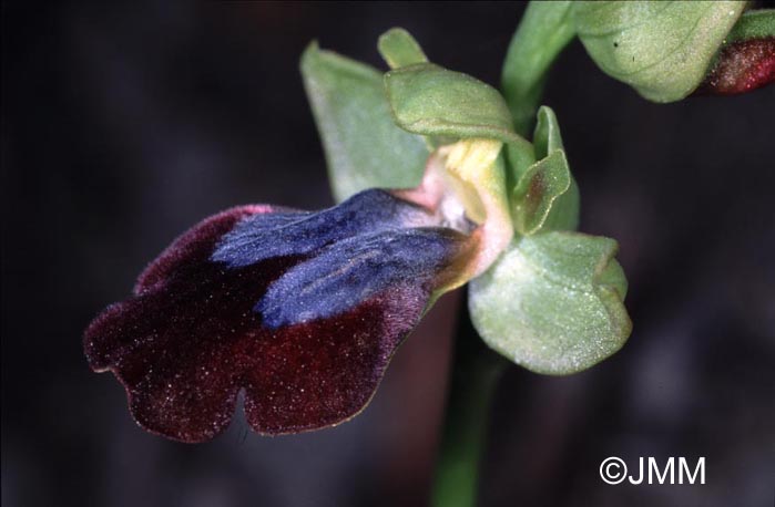 Ophrys eleonorae