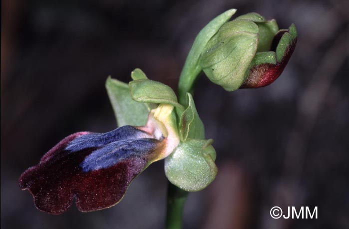 Ophrys eleonorae