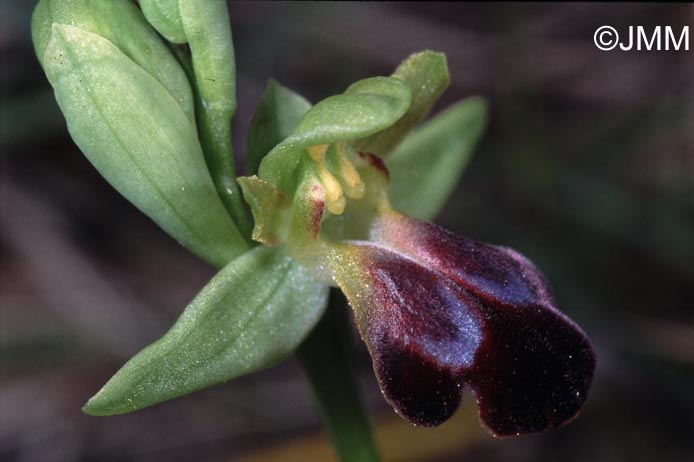 Ophrys funerea