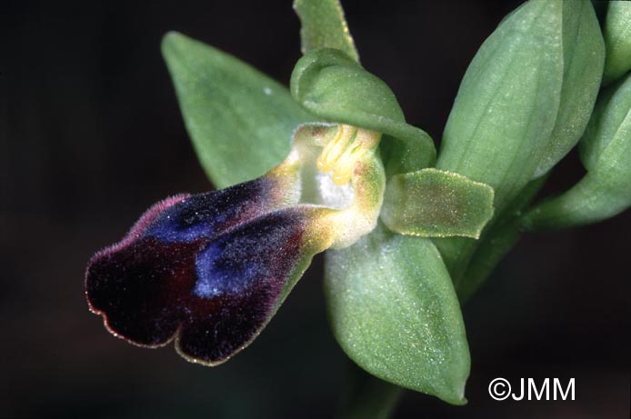 Ophrys funerea