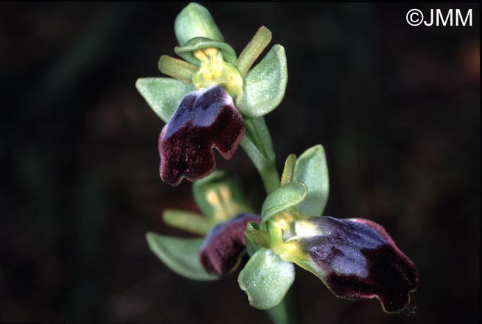 Ophrys lupercalis