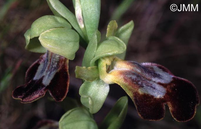 Ophrys lupercalis 