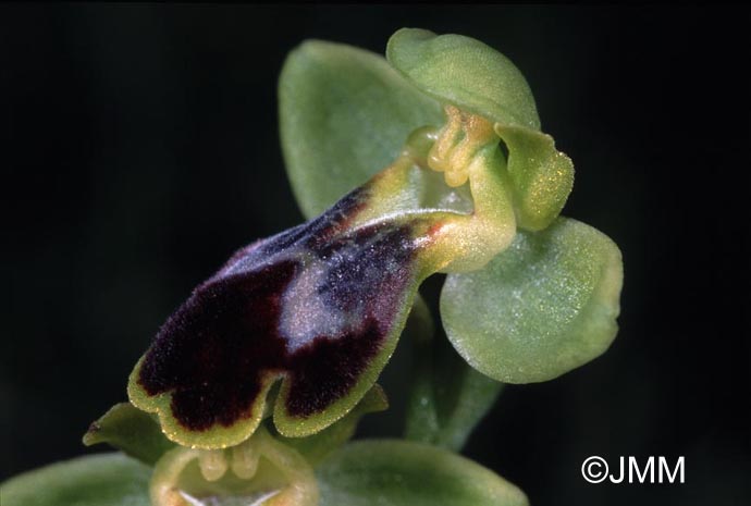 Ophrys marmorata