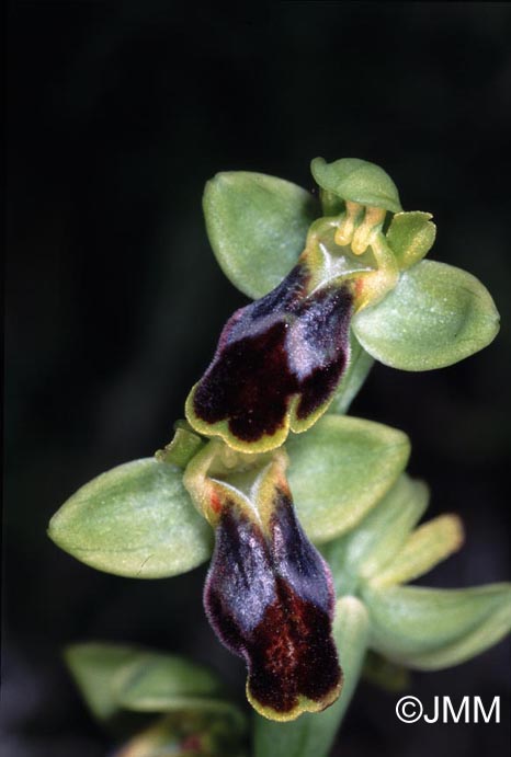 Ophrys marmorata