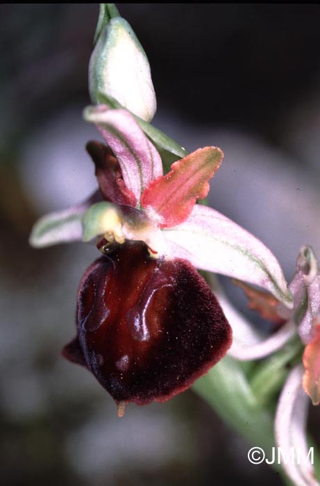 Ophrys morisii 
