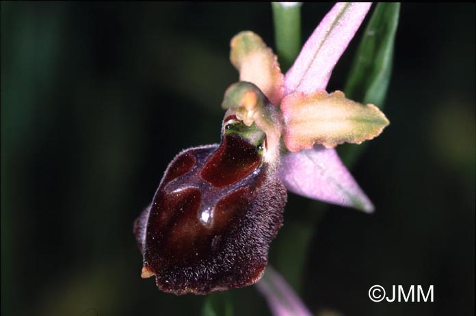 Ophrys morisii 