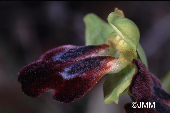 Ophrys peraiolae