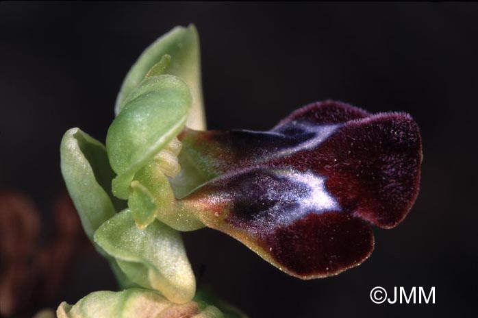 Ophrys peraiolae