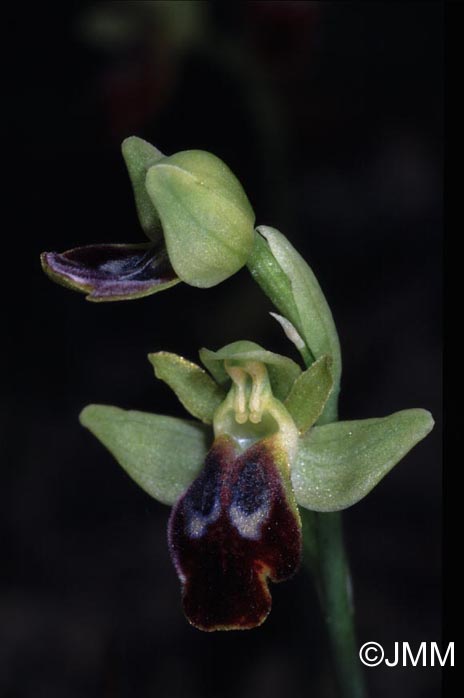 Ophrys peraiolae