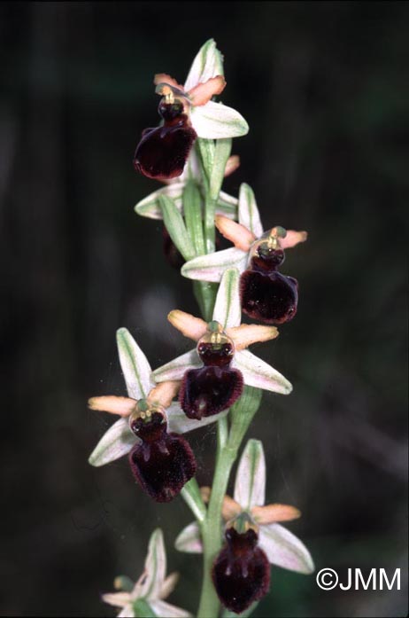 Ophrys panormitana subsp. praecox