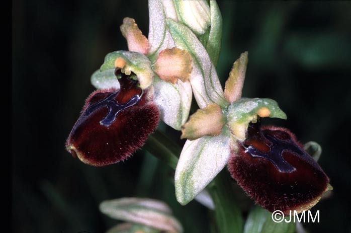 Ophrys panormitana subsp. praecox