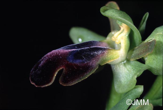 Ophrys zonata 