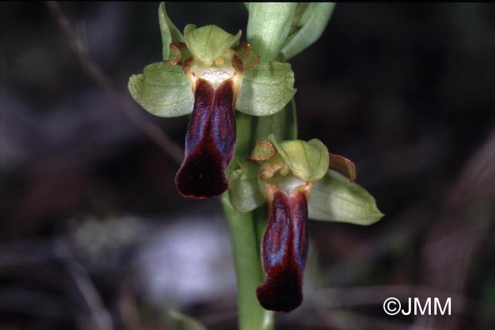 Ophrys zonata 