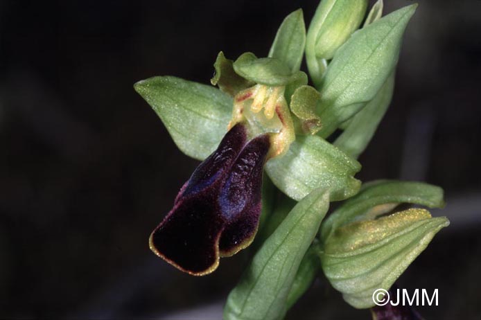 Ophrys zonata 