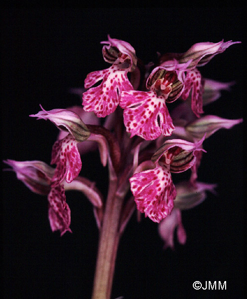 Orchis corsica