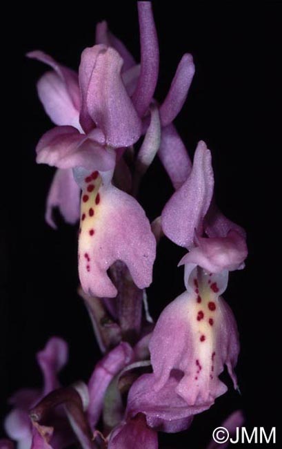 Orchis olbiensis x Orchis pauciflora