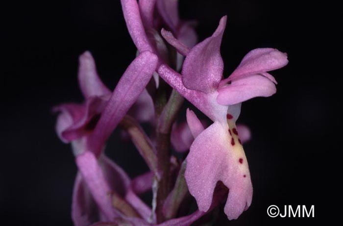 Orchis olbiensis x Orchis pauciflora