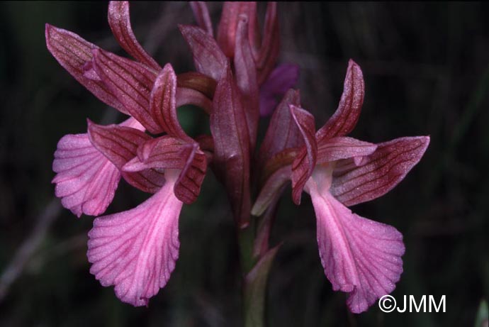 Orchis papilionacea var.  papilionacea